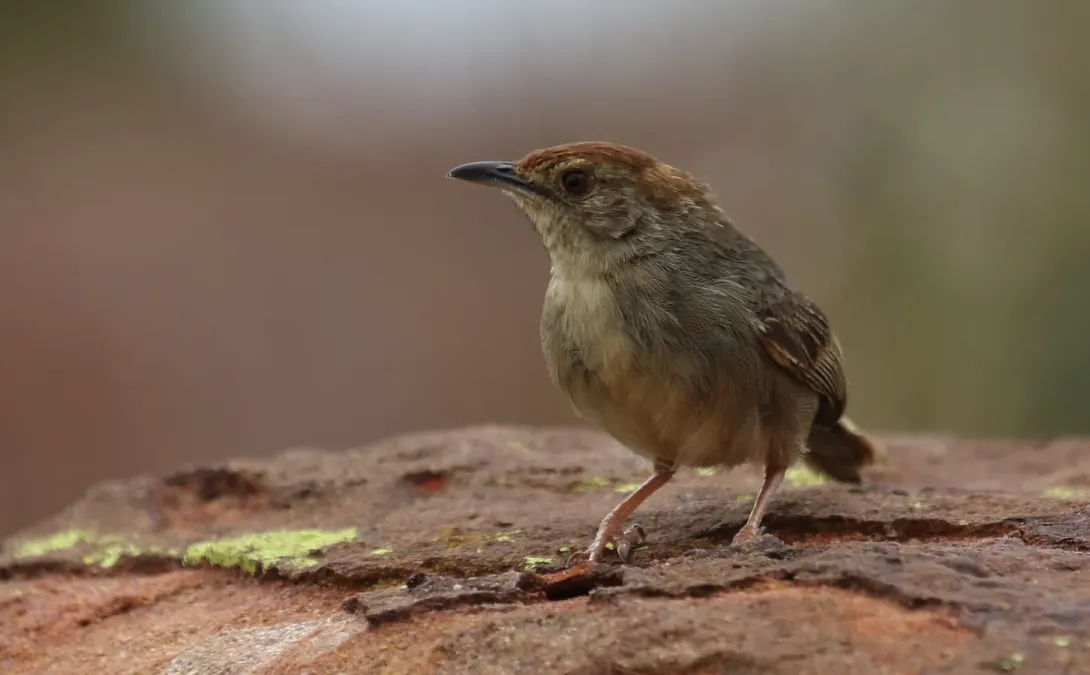 File:Lazy cisticola, Cisticola aberrans on the Kransberg at Marakele National Park, Limpopo, South Africa (23782764719).jpg