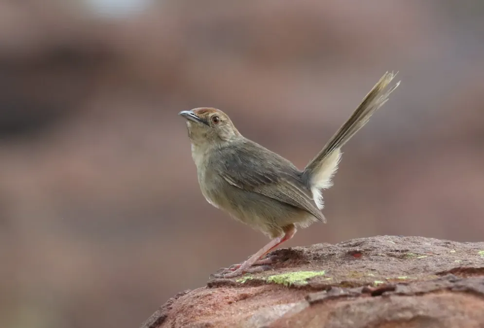 File:Lazy cisticola, Cisticola aberrans on the Kransberg at Marakele National Park, Limpopo, South Africa (23522374224).jpg