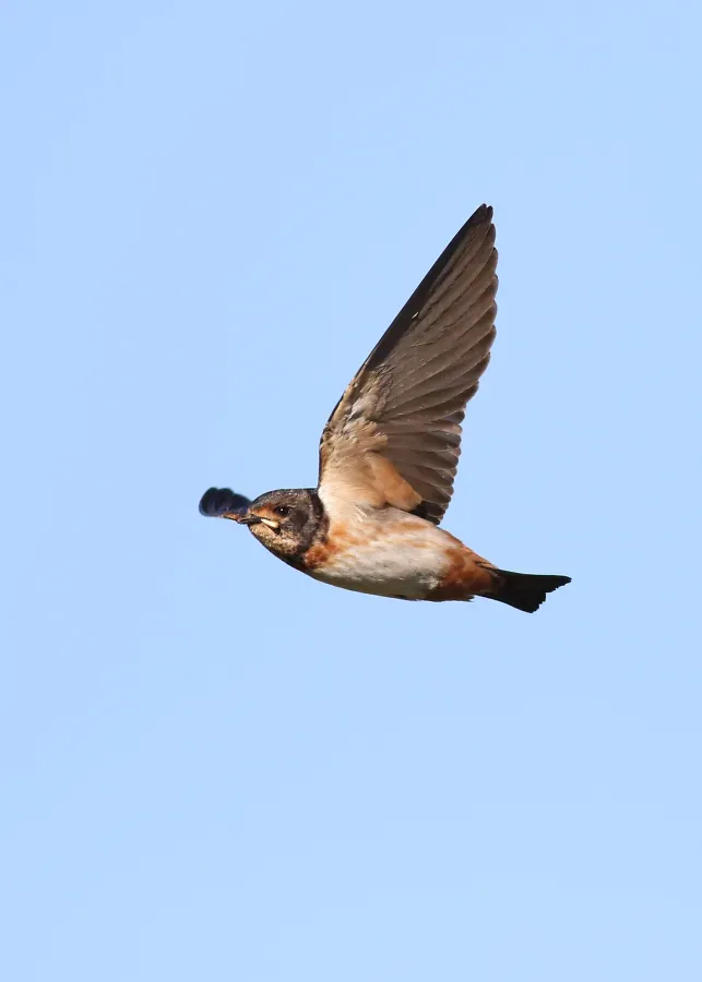 File:South African cliff swallow, Petrochelidon spilodera, at Suikerbosrand Nature Reserve, Gauteng, South Africa (23007505499).jpg