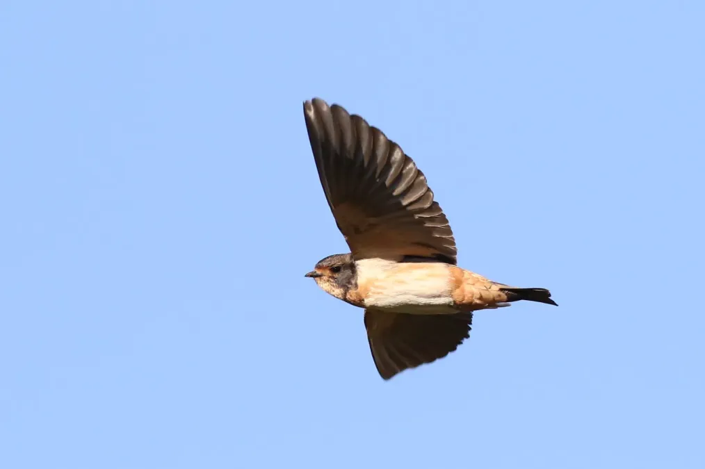 File:South African cliff swallow, Petrochelidon spilodera, at Suikerbosrand Nature Reserve, Gauteng, South Africa (22748291963).jpg