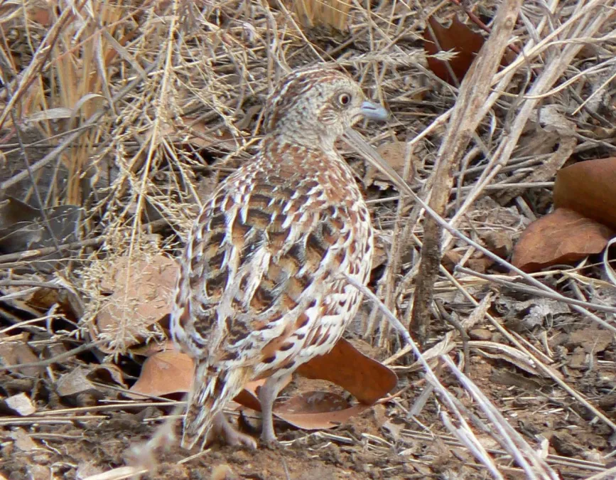 File:Turnix sylvaticus Common buttonquail.JPG