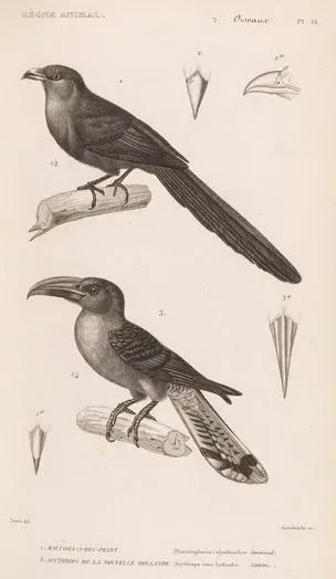 File:Rhamphococcyx calyorhynchus Scythrops novaehollandiae.JPG