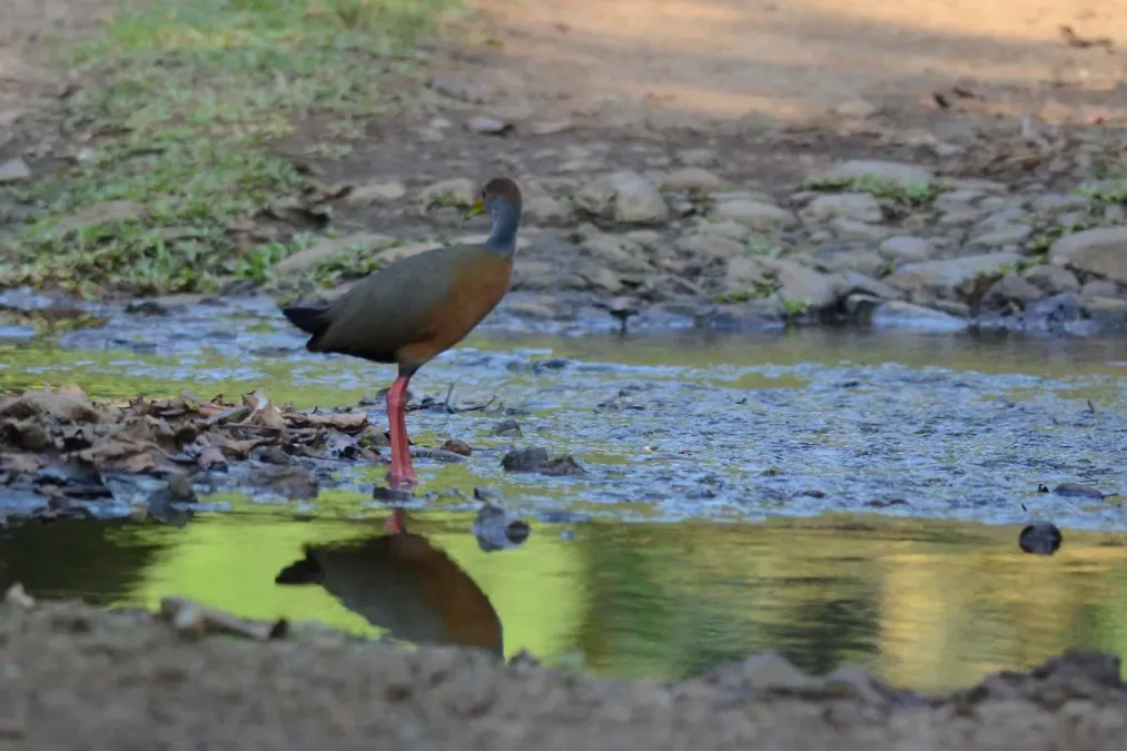 File:Rufous-naped Wood Rail Aramides albiventris, Veracruz (25478081693).jpg