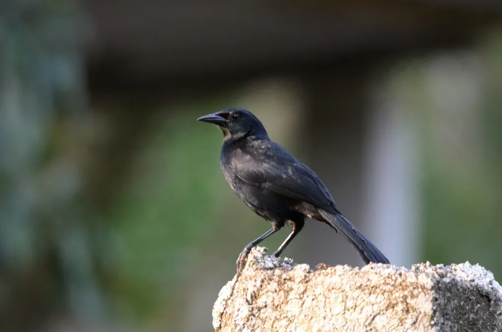 File:Tordo Cantor- Melodious Blackbird, Dives dives (25807829210).jpg