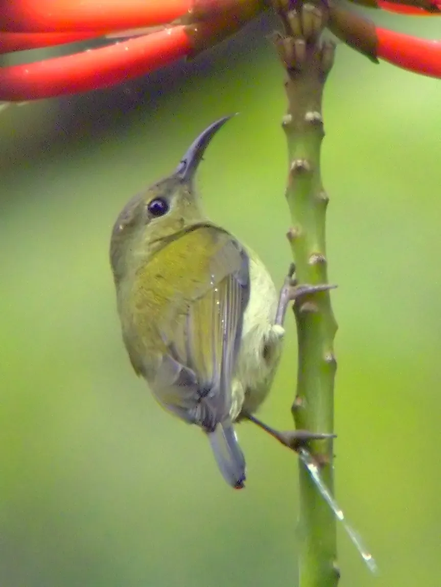 File:Aethopyga christinae - female2.jpg