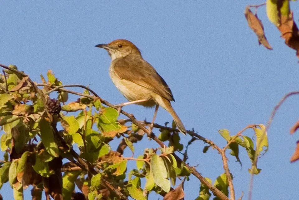 File:Dorst's Cisticola (Cisticola guinea) (8080016316).jpg
