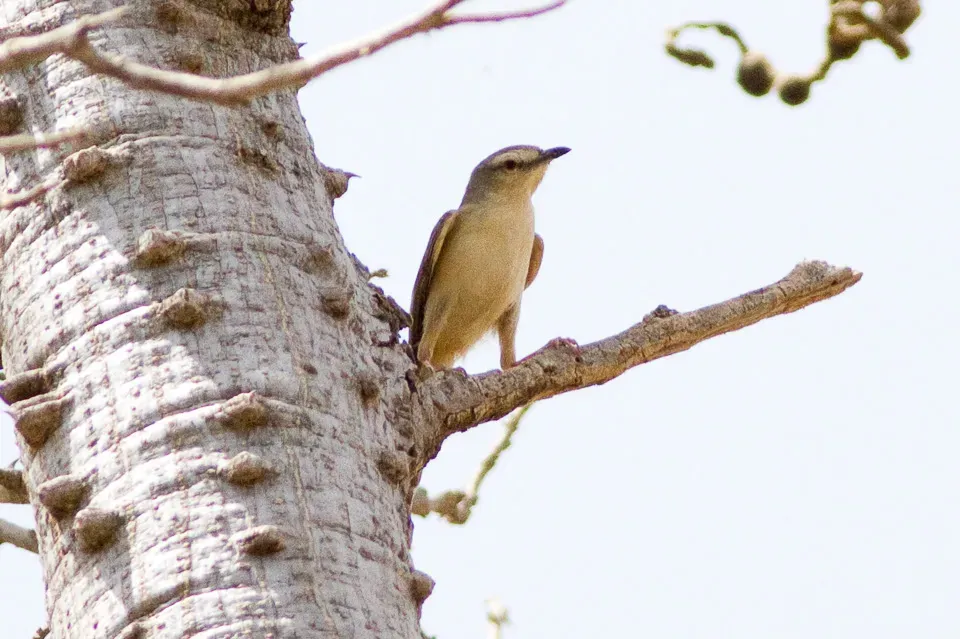 File:Croaking Cisticola (Cisticola natalensis) (8080014438) (2).jpg