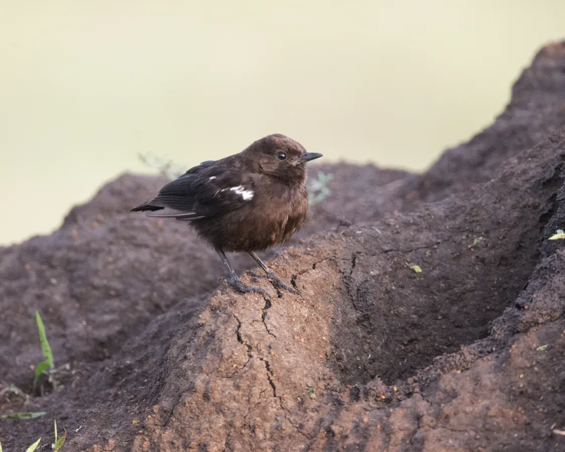 File:Sooty Chat (Myrmecocichla nigra) (20531173163).jpg