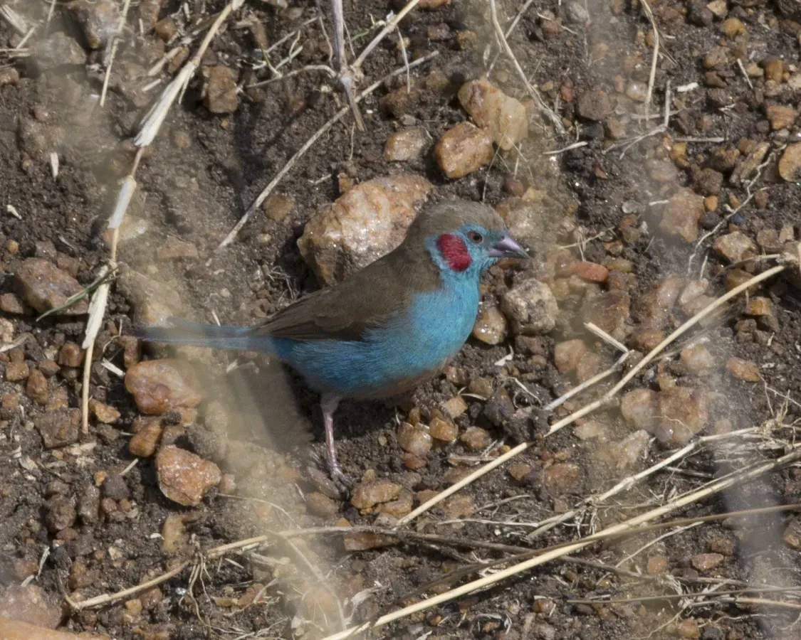 File:Red-cheeked Cordon-bleu (Uraeginthus bengalus) (20531197703).jpg