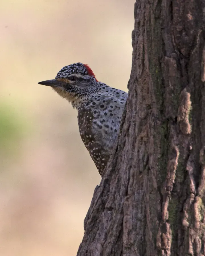 File:Nubian woodpecker (Campethera nubica) (20531228943).jpg