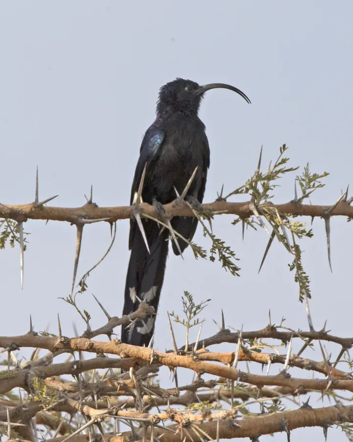 File:Common Scimitarbill (Rhinopomastus cyanomelas) (21142042612).jpg
