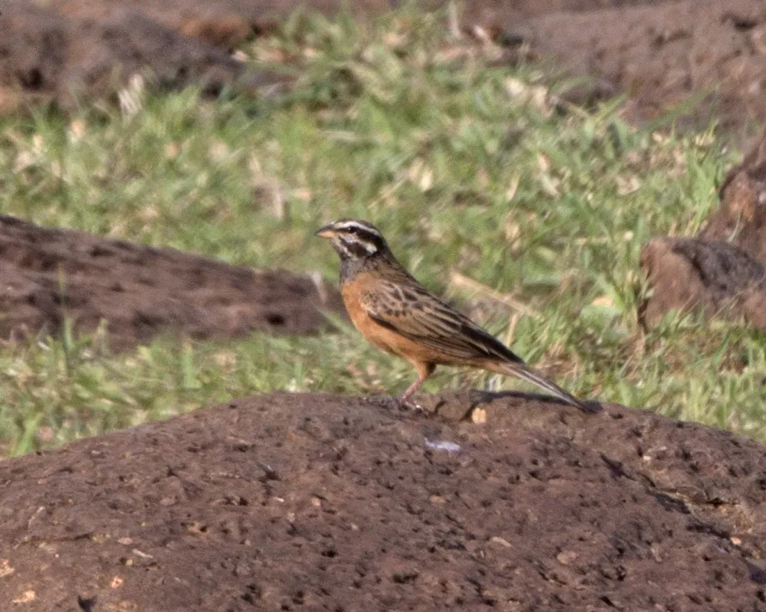 File:Cinnamon-breasted Bunting (Emberiza tahapisi) (21126092566).jpg