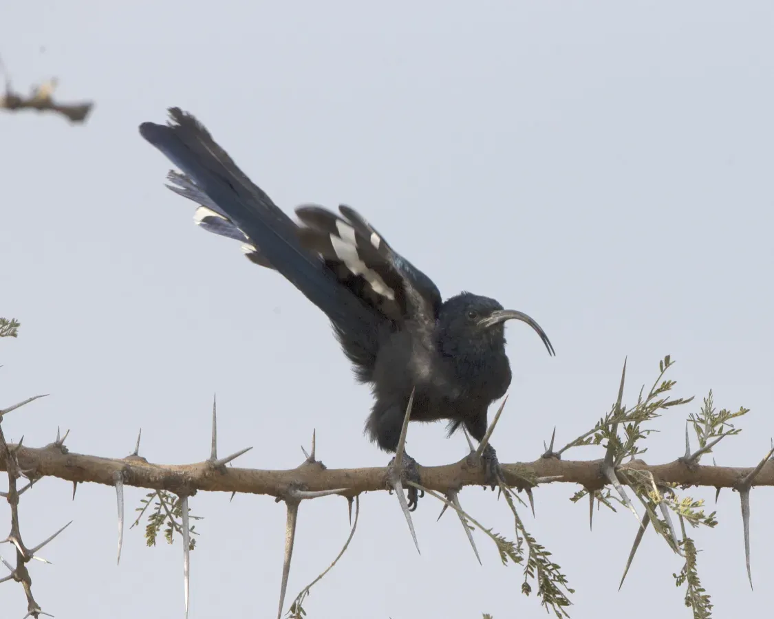 File:Common Scimitarbill (Rhinopomastus cyanomelas) schalowi (20964187610).jpg