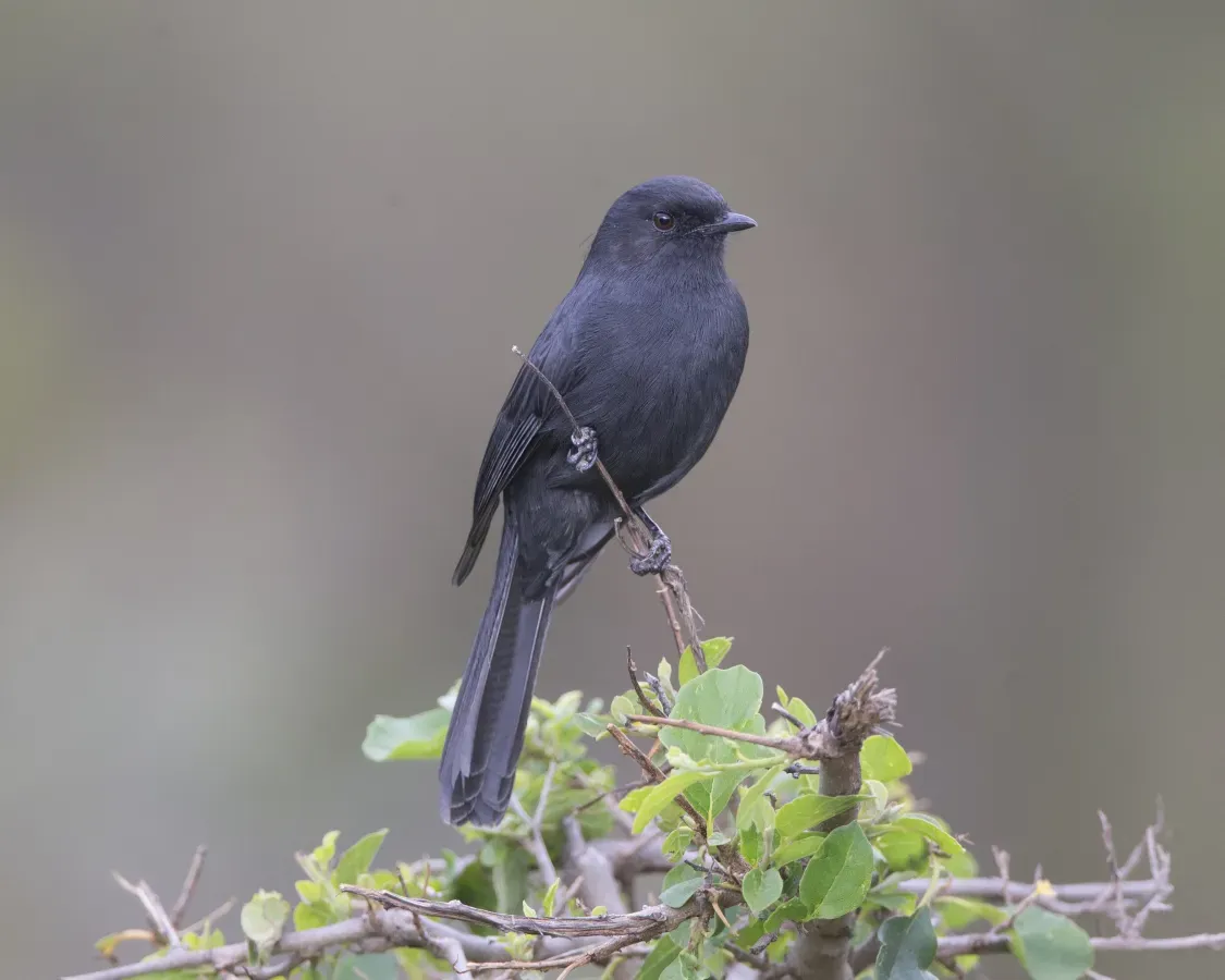 File:Southern Black-flycatcher (Melaenornis pammelaina) (21179129595).jpg