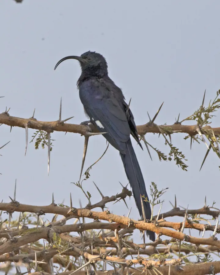 File:Common Scimitarbill (Rhinopomastus cyanomelas) schalowi (20965524169).jpg
