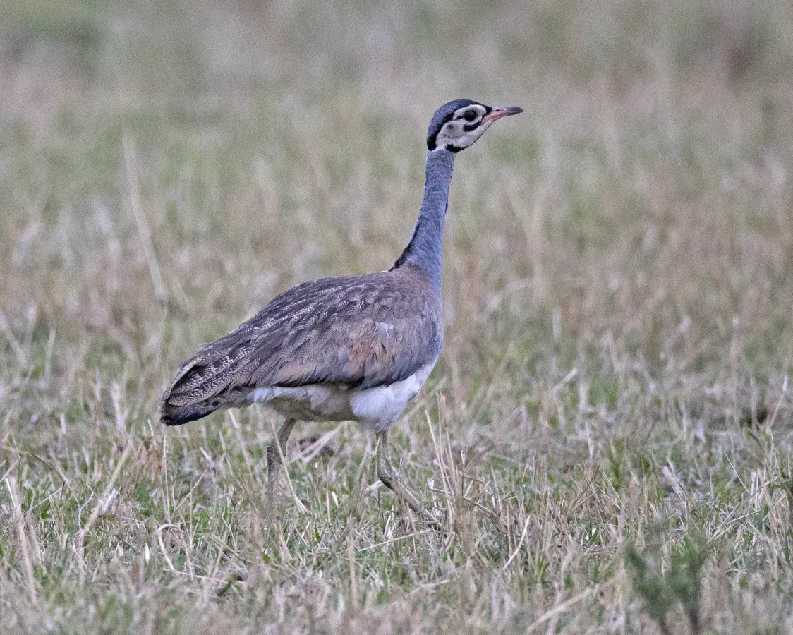 File:White-bellied Bustard (Eupodotis senegalensis) male (21186923431).jpg