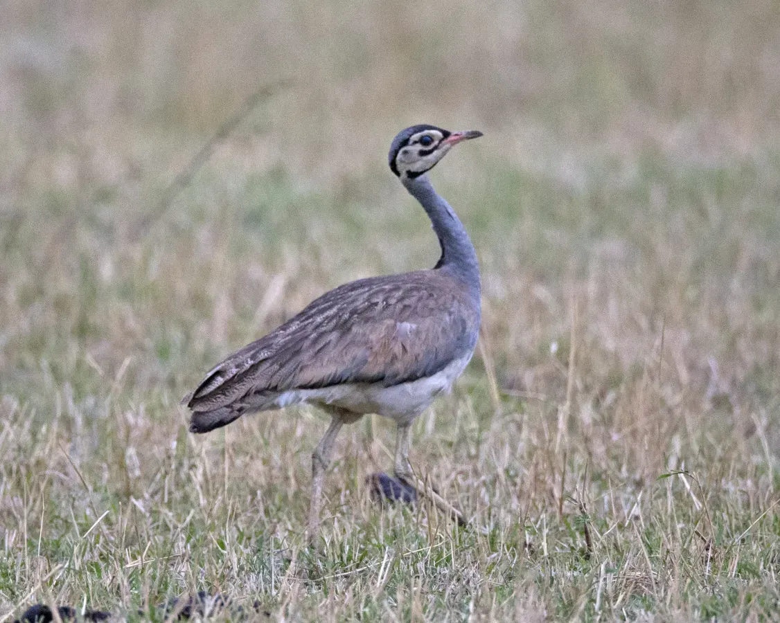 File:White-bellied Bustard (Eupodotis senegalensis) male (20556422424).jpg