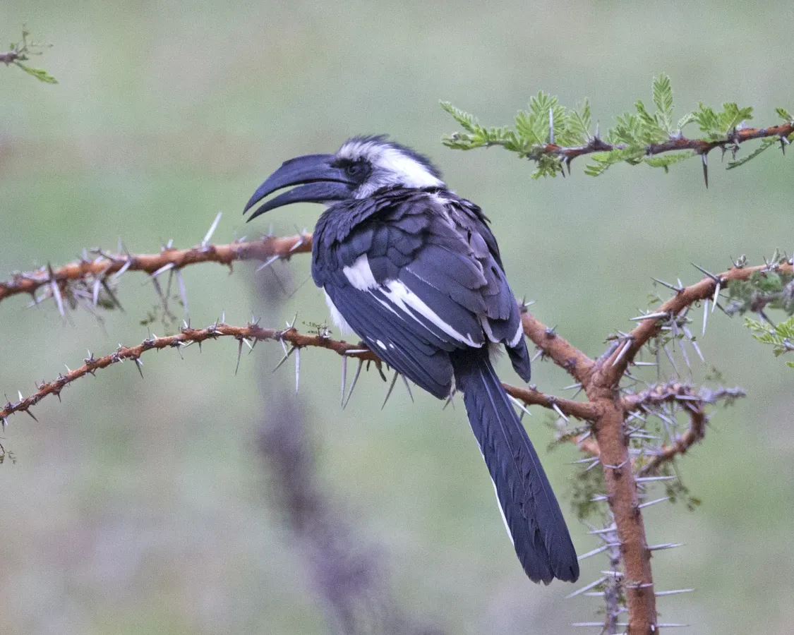 File:Jackson's Hornbill (Tockus jacksoni) female (21186926531).jpg