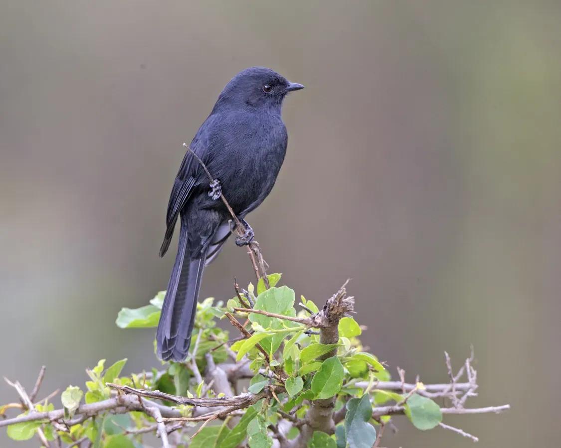File:Southern Black-flycatcher (Melaenornis pammelaina) (20557981583).jpg