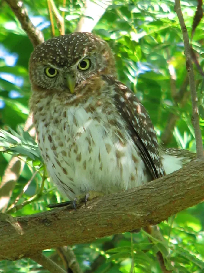 File:Cuban Pygmy-owl (Glaucidium siju).jpg