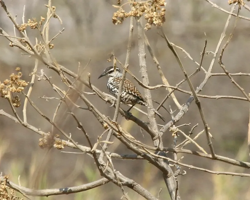 File:Campylorhynchus jocosus.jpg