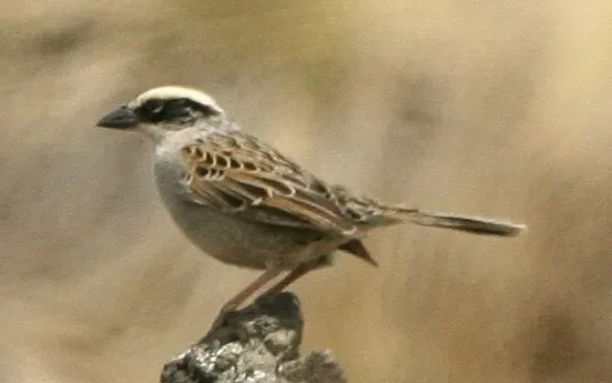 File:Oriturus superciliosus - cropped.jpg