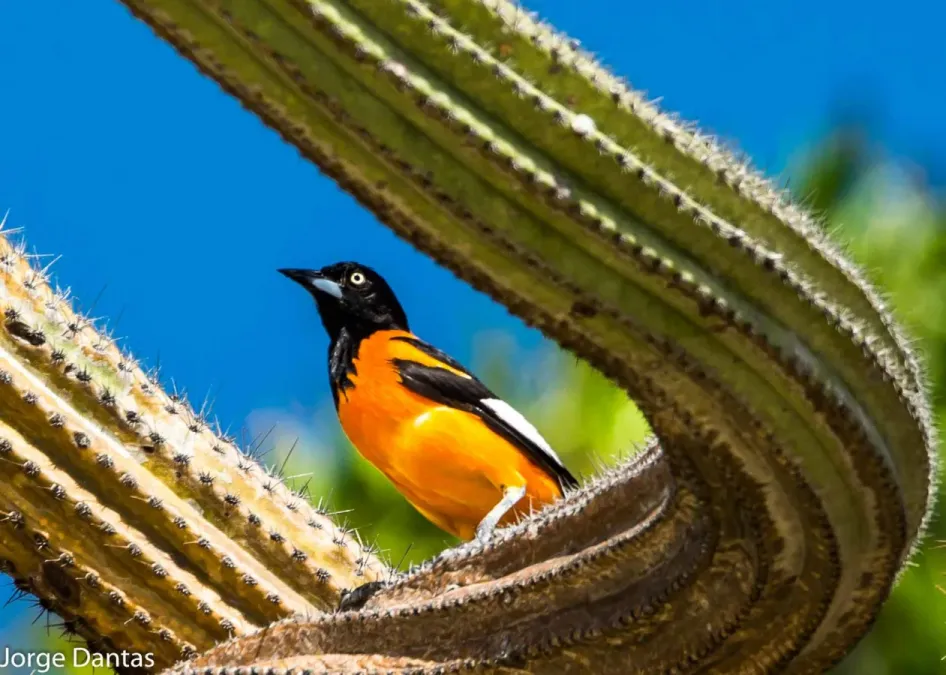 File:Icterus jamacaii, Dunas Park, Natal, RN, Brazil.jpg