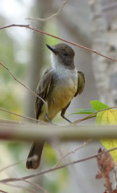 File:Irré (Myiarchus Swainsoni).jpg