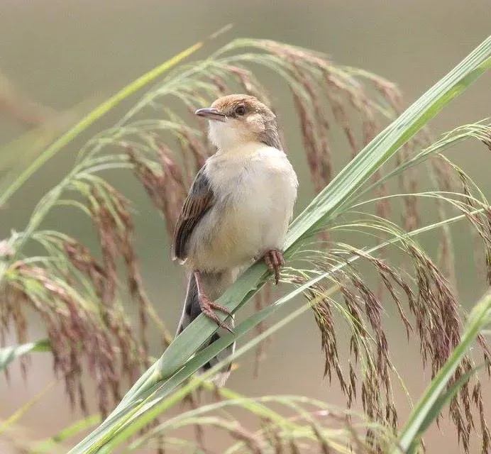 File:Cisticola pipiens, Kateque, Birding Weto, a.jpg