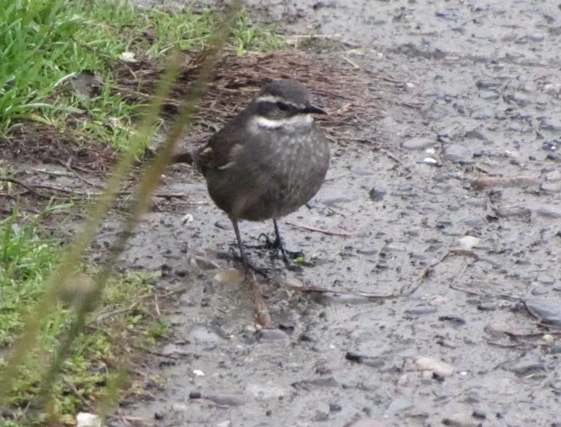 File:Cinclodes patagonicus en Dalcahue 01.JPG