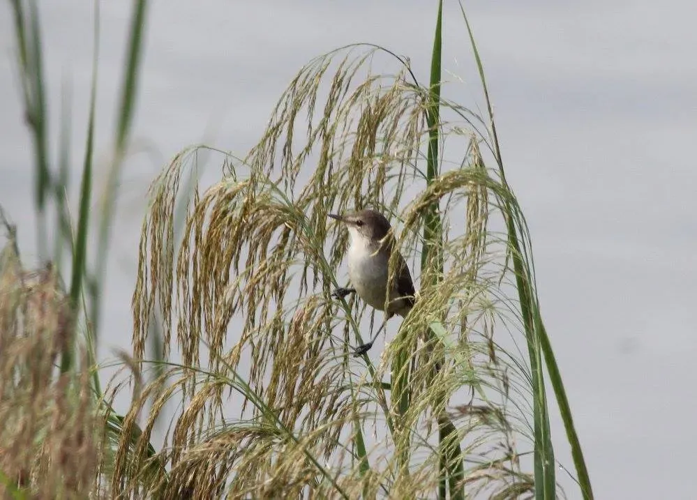 File:Acrocephalus rufescens ansorgei, Menongue, Birding Weto, a.jpg