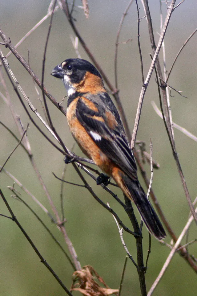 File:Sporophila collaris by Ron Knight.jpg