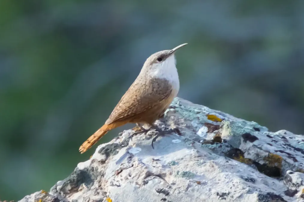 File:Catherpes mexicanus by Ron Knight.jpg