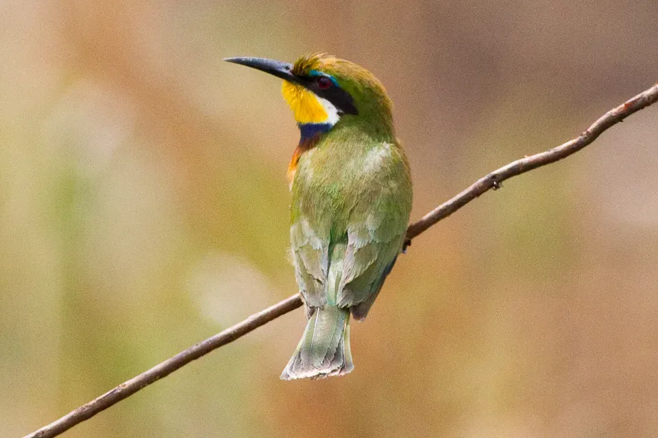File:Merops variegatus by Ron Knight.jpg
