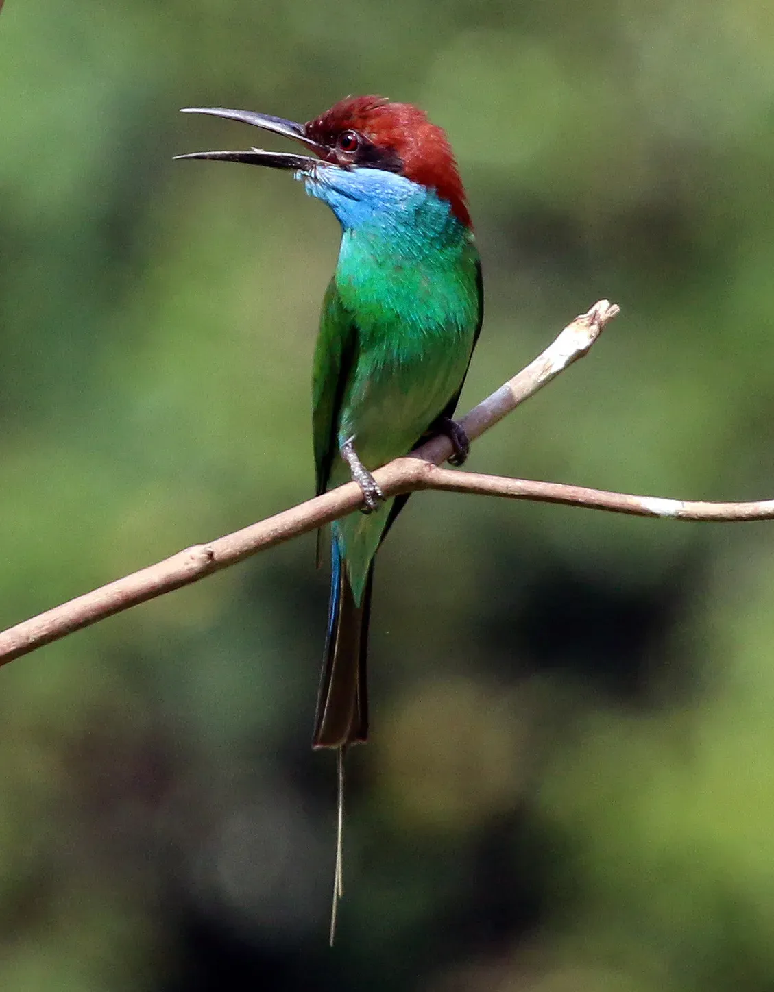 File:Blue-throated bee-eater (Merops viridis) (cropped).jpg
