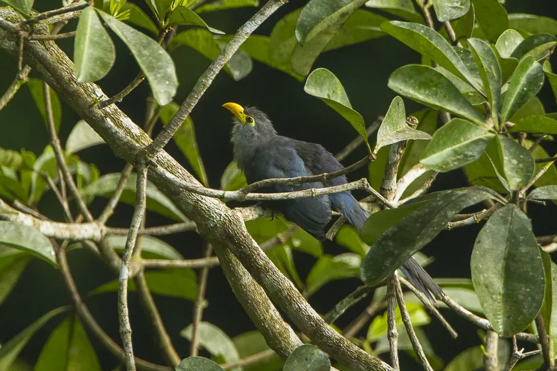 File:Ceuthmochares aereus by Francesco Veronesi.jpg