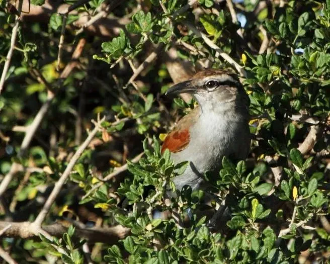 File:Tchagra Southern 2013 02 24a.jpg
