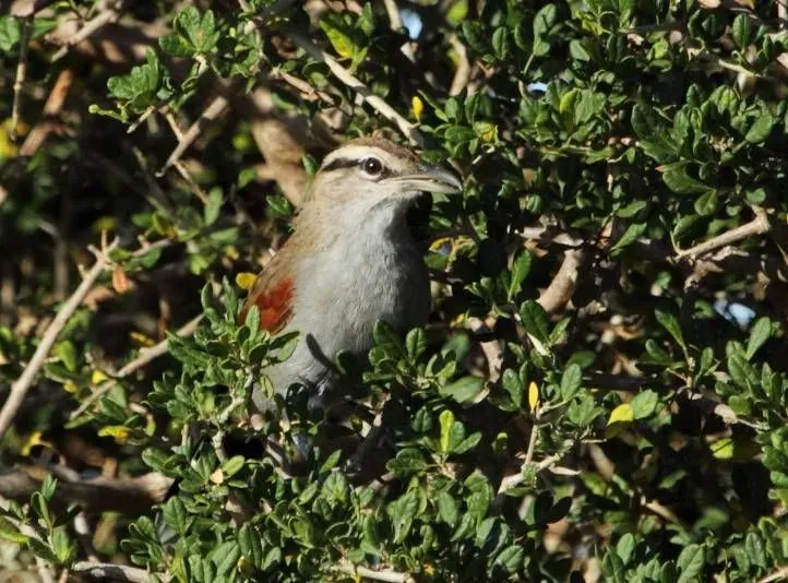 File:Tchagra Southern 2013 02 24b.jpg