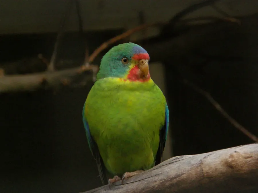 File:Lathamus discolor -Antwerp Zoo-8.jpg