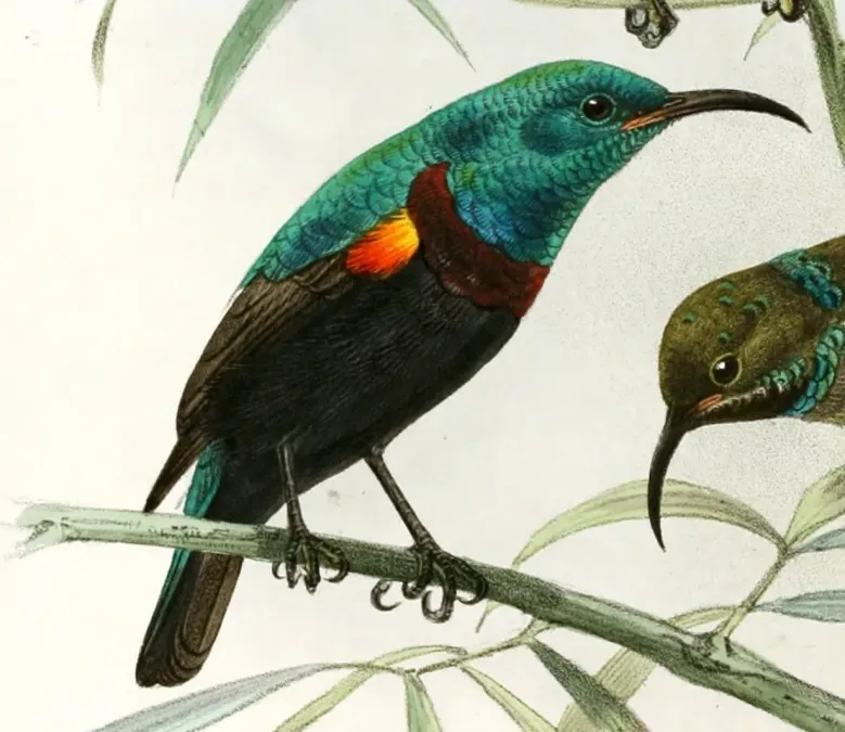 File:Cinnyris comorensis Keulemans Cropped.jpg
