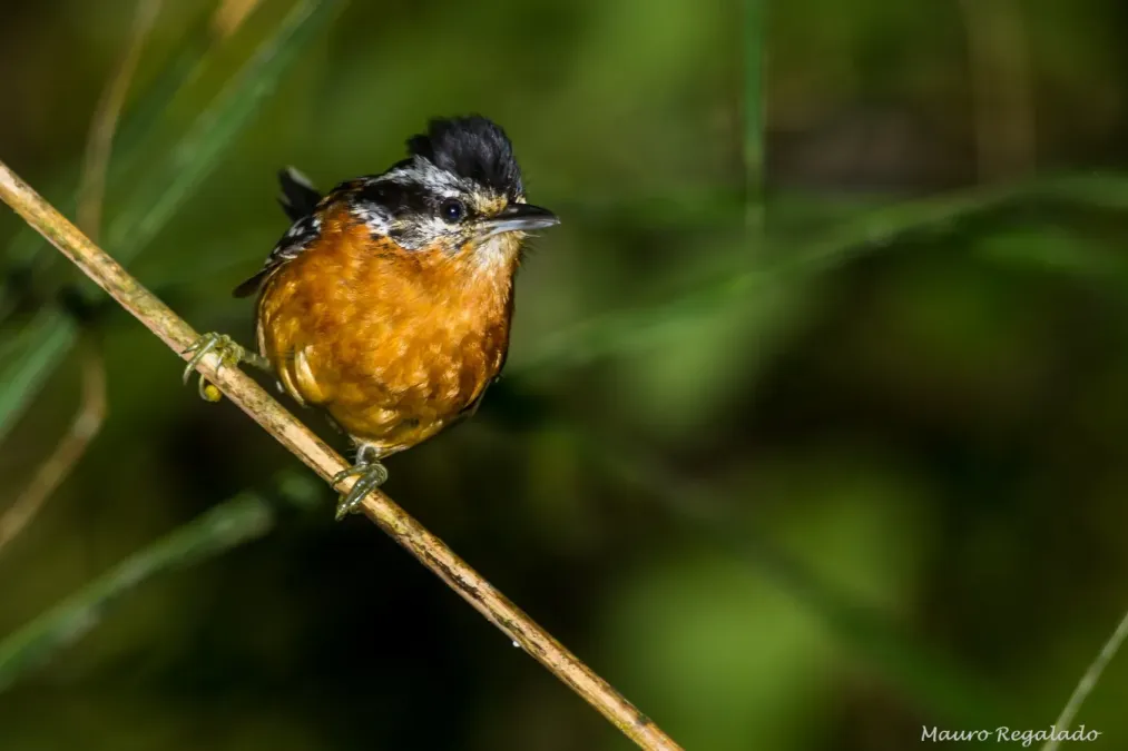 File:Drymophila ferruginea (0).jpg