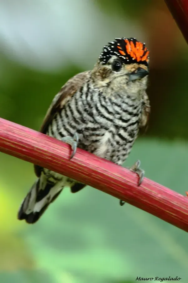 File:Picumnus temminckii macho 1.jpg