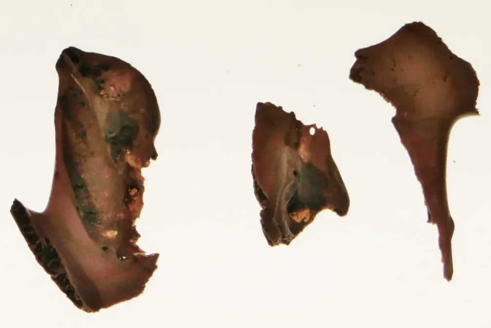 File:Lophopsittacus mauritianus mandible fragments.jpg