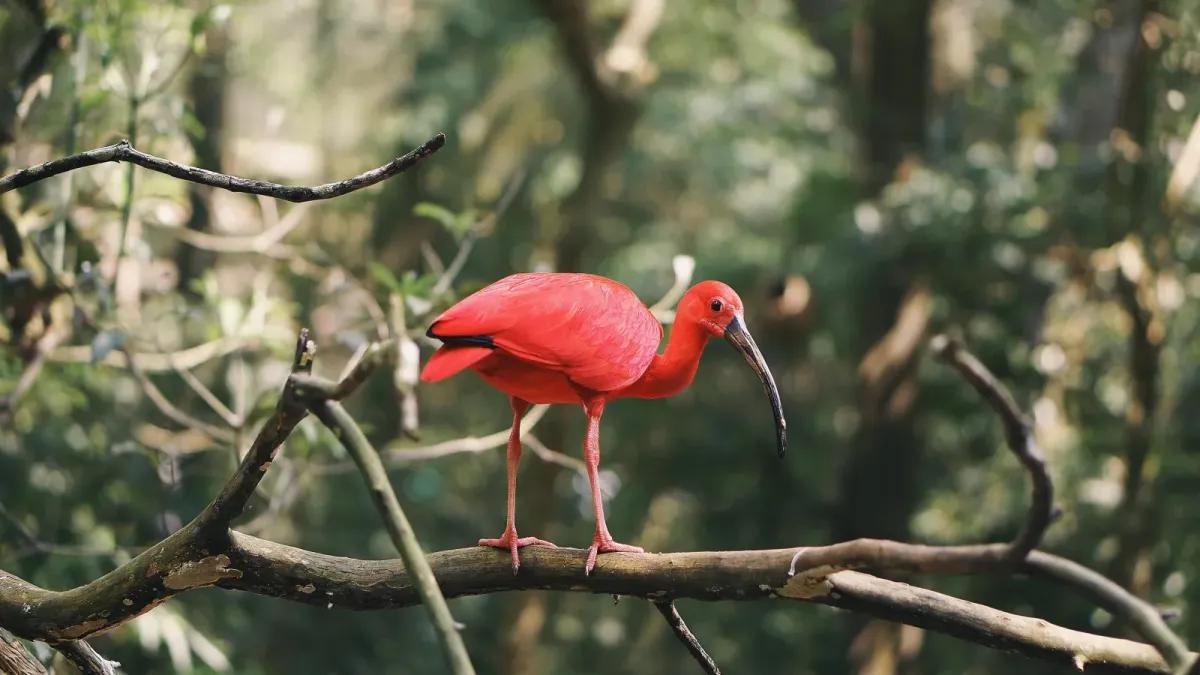 File:Eudocimus ruber no Brasil.jpg