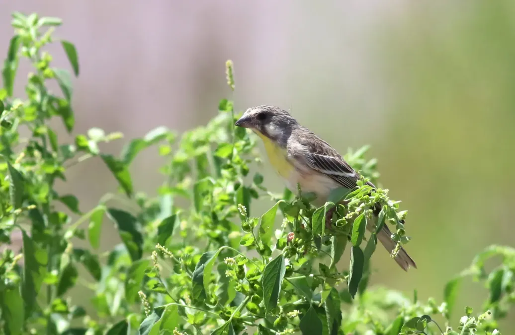 File:Lemon-breasted canary, Crithagra citrinipectus, near Pafuri in Kruger National Park, South Africa (26721998600).jpg
