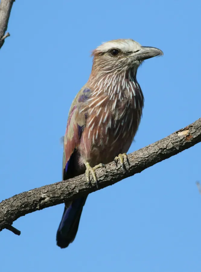 File:Purple roller, Coracias naevius, in the Punda Maria area, Kruger National Park, South Africa (26391364903).jpg