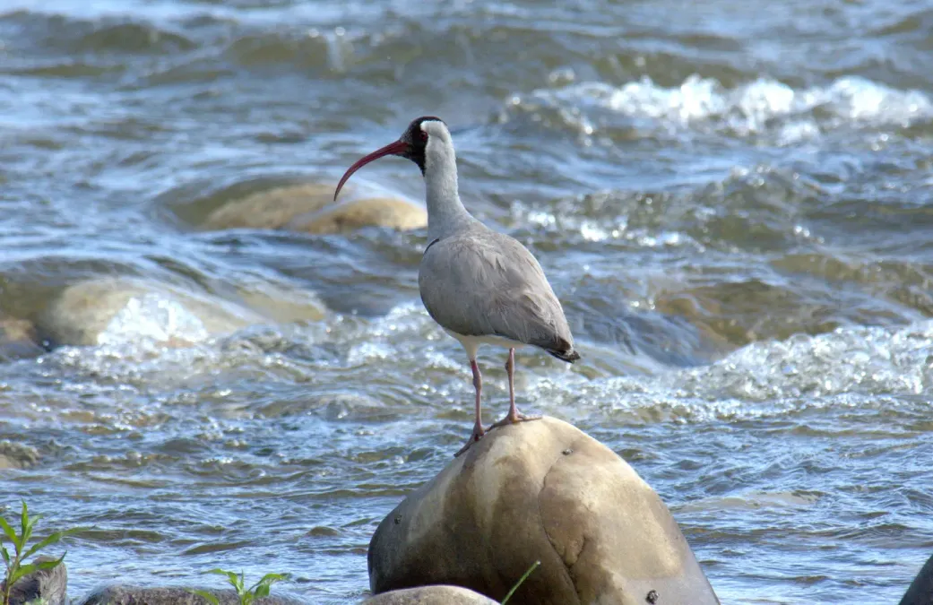 File:Ibisbill Ibidorhyncha struthersii by Dr Raju Kasambe (5).jpg