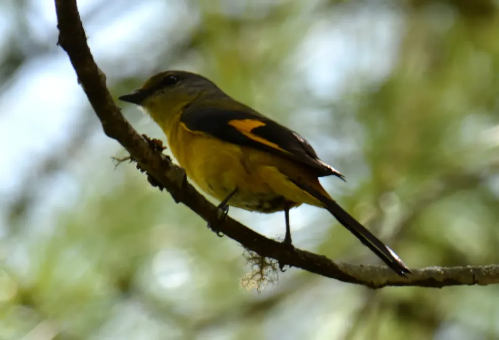File:Short-billed Minivet Pericrocotus brevirostris Female by Dr. Raju Kasambe (1).jpg