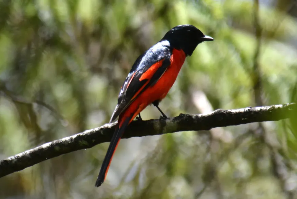 File:Short-billed Minivet Pericrocotus brevirostris Male by Dr. Raju Kasambe (29).jpg