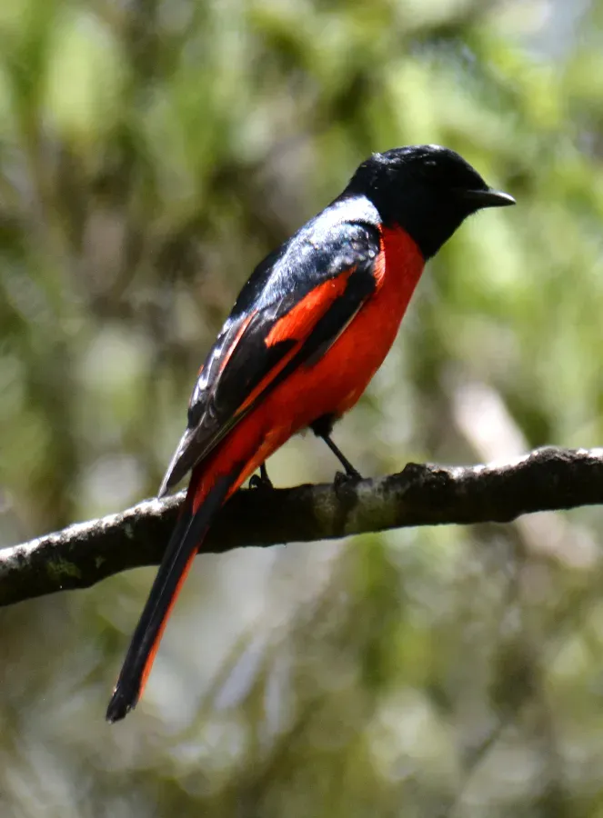File:Short-billed Minivet Pericrocotus brevirostris Male by Dr. Raju Kasambe (28).jpg